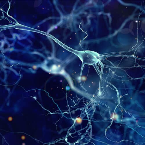 Neurons