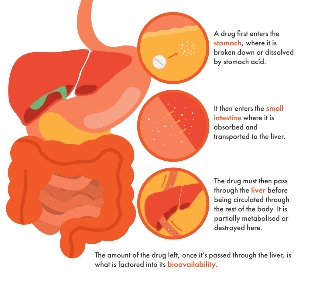 An infographic describing the breakdown of drugs in a digestive system.