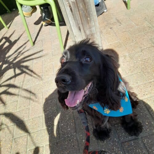 A dog