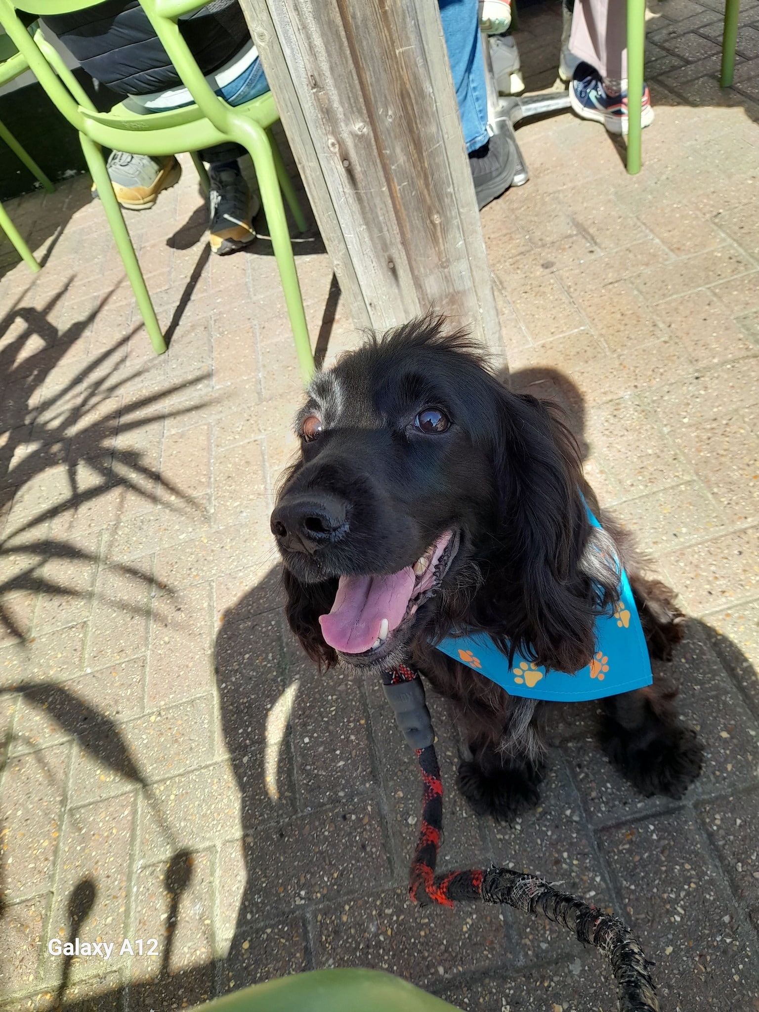 Cure Parkinson’s 2026 April Dog Walking Challenge raises over £27,000